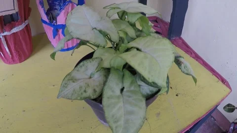 Plant 14 Stock Footage 299388289