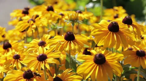 Plant 15 Stock Footage 23136432