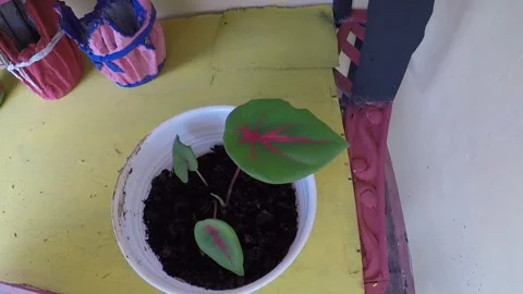 Plant 15 Stock Footage 299388376