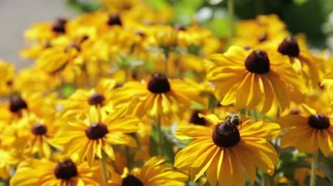 Plant 16 Stock Footage 20487803