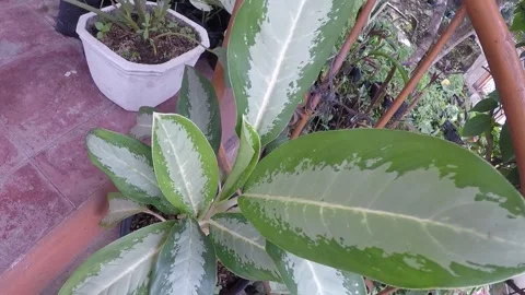 Plant 16 Stock Footage 299388701