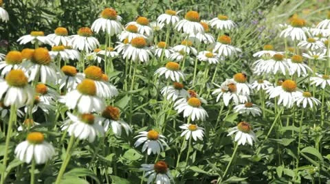 Plant 18 Stock Footage 20493030