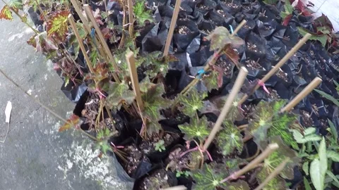 Plant 18 Stock Footage 299388896