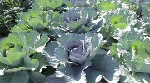 Plant 19 Stock Footage 20493637