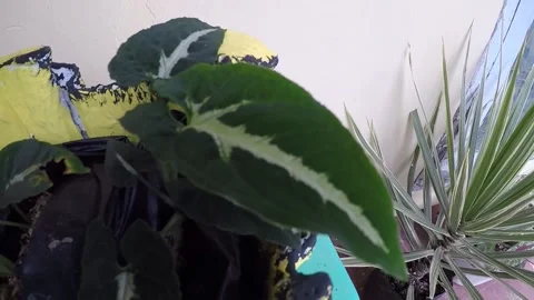 Plant 19 Stock Footage 299908989