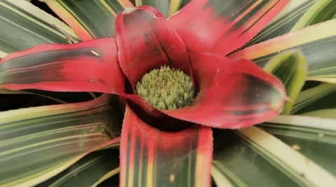 Plant 2 Stock Footage 12163486