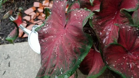 Plant 2 Stock Footage 95618332