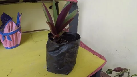 Plant 2 Stock Footage 299376309