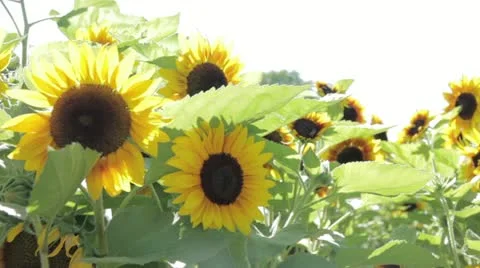 Plant 20 Stock Footage 20493927