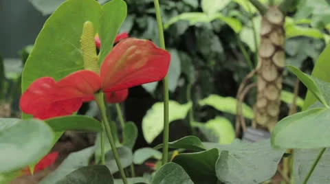 Plant 21 Stock Footage 22769958