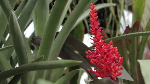 Plant 22 Stock Footage 22770310