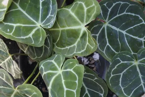 Plant 28 Stock Photos