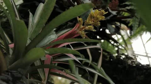 Plant 3 Stock Footage 12193281