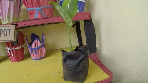 Plant 3 Stock Footage 299378256