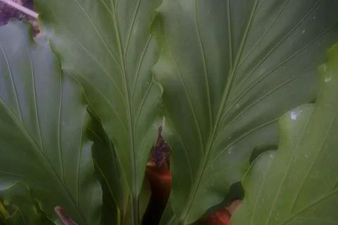 Plant 31 Stock Photos