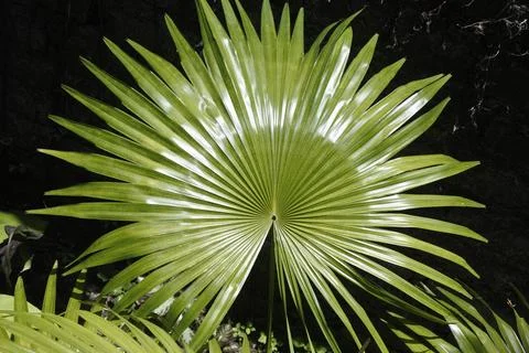 Plant 36 Stock Photos