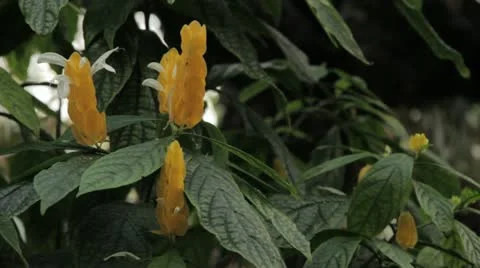 Plant 4 Stock Footage 12202154