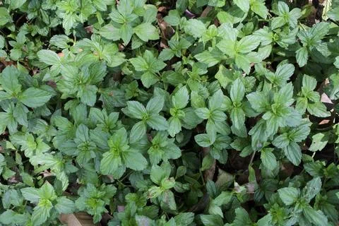 Plant 42 Stock Photos