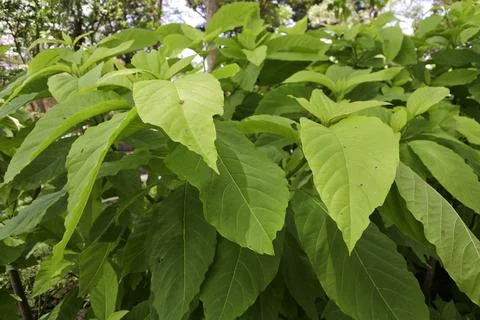 Plant 43 Stock Photos