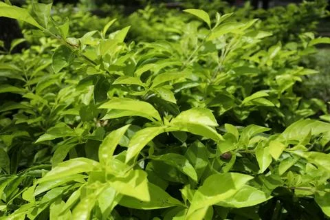 Plant 5 Stock Photos
