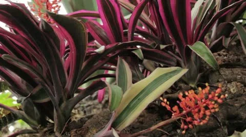 Plant 6 Stock Footage 20443652