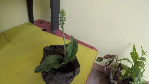 Plant 6 Stock Footage 299382749