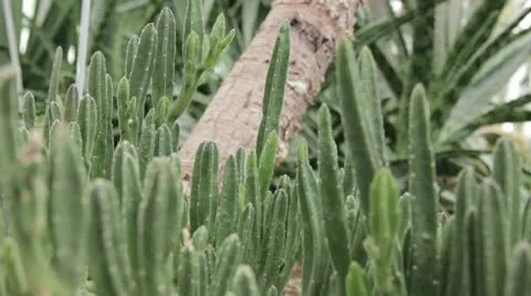 Plant 7 Stock Footage 20467161