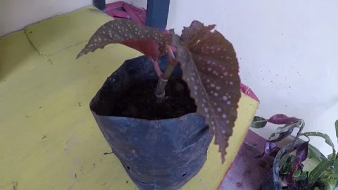 Plant 7 Stock Footage 299383753