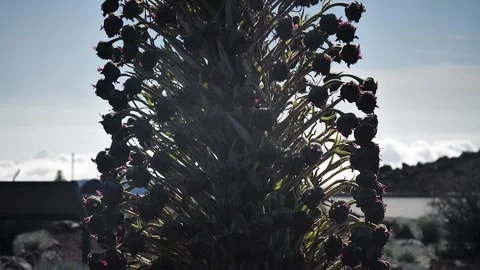 Plant 77 Stock Footage 155495092