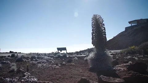 Plant 78 Stock Footage 155495072