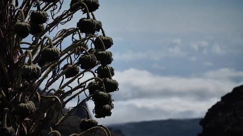 Plant 80 Stock Footage 155495088