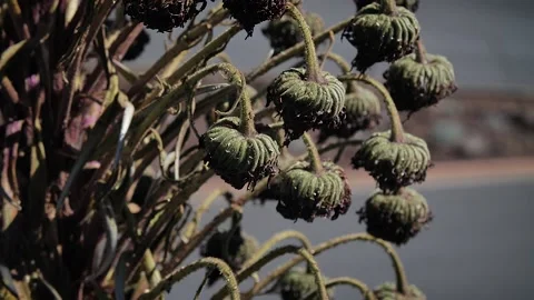 Plant 81 Stock Footage 155495110