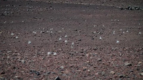 Plant 82 Stock Footage 155495098