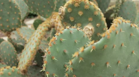 Plant 9 Stock Footage 20467479