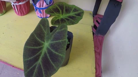 Plant 9 Stock Footage 299384546