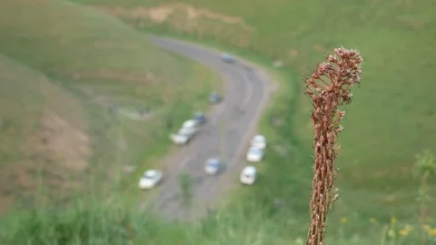 Plant against the road Stock Footage 239354915