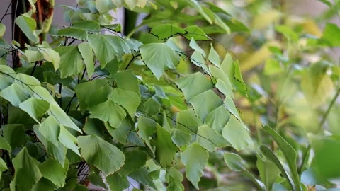 This plant is also commonly called kedondong suplir Stock Footage 239119108