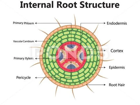 Plant Anatomy With Structure And Internal Side View Parts Outline ...