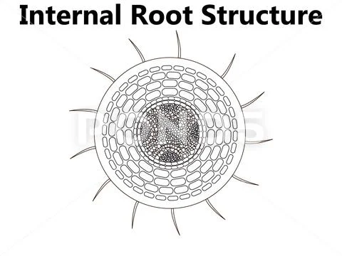 Plant Anatomy With Structure And Internal Side View Parts Outline ...