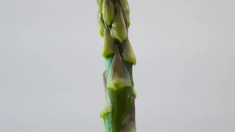 Plant Anatomy: The Structure of Protective Leaves in Asparagus Shoots Stock Footage 331145792