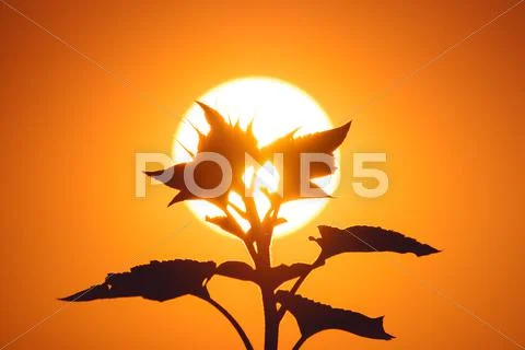 The plant and the bright sun background it Stock Photos