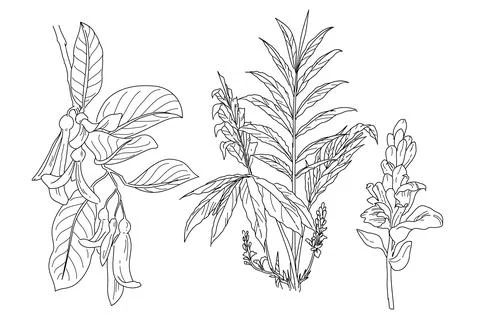Plant and flower element 스톡 일러스트