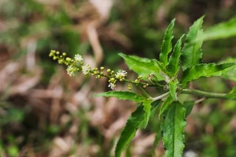 Plant and flower with soft background Stock-Fotos