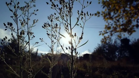 Plant and Flower - Sunset Stock Footage
