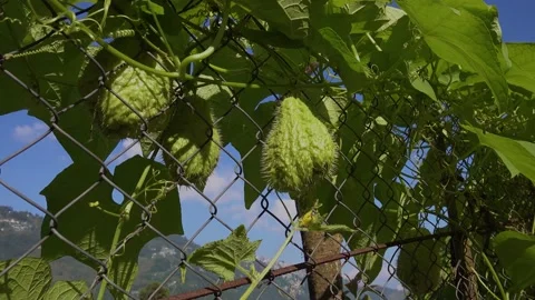 The plant and fruit is called squash or ishkus. Stock Footage 165290591
