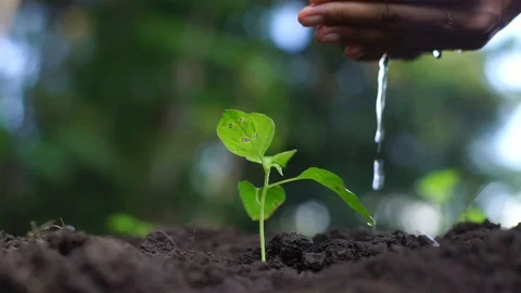 Plant and Hand Vídeos de archivo 128363368