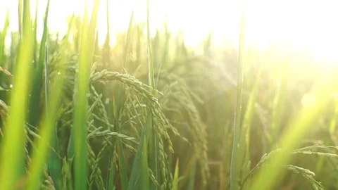 Plant and Hand Stock-Footage 128365787