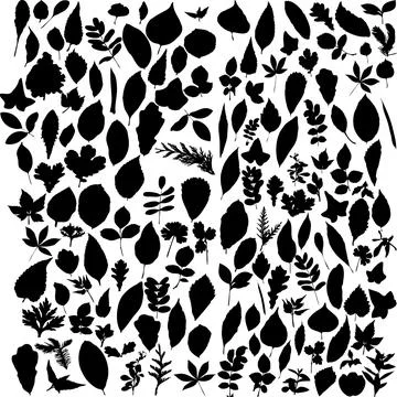 Plant and Leaf Vector Collection Botanical Graphic Elements Stock Illustration