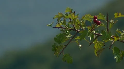 Plant and mountain Stock Footage 10917570