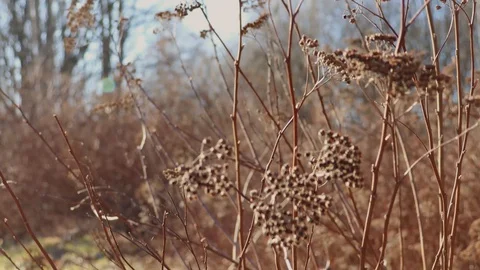 Plant and the rays of the sun Stock Footage 128635553